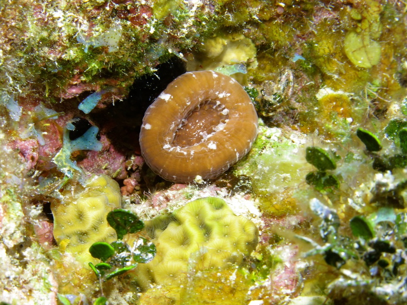 41 Solitary Disk Coral IMG_3737.jpg